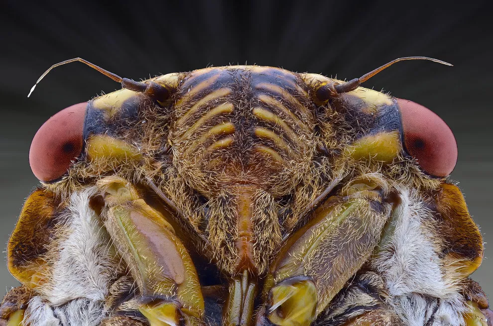 фотография продукта Обработка от сложных популяций тараканов