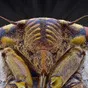 обработка от сложных популяций тараканов в Севастополе